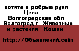 котята в добрые руки › Цена ­ 10 - Волгоградская обл., Волгоград г. Животные и растения » Кошки   